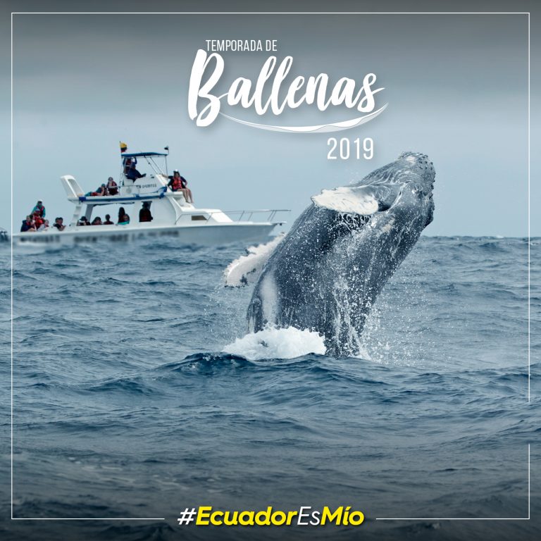 Avistamiento De Ballenas Un Espectáculo Natural Que Promueve El Turismo En Ecuador Ministerio